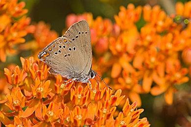 新作《骷髅岛：金刚崛起》泄露 第三人称动作冒险游戏